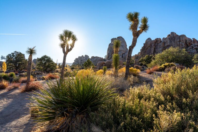 Where to Stay near Joshua Tree: A Complete Guide