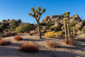 How to Plan an Amazing Joshua Tree Itinerary: Weekend Guide