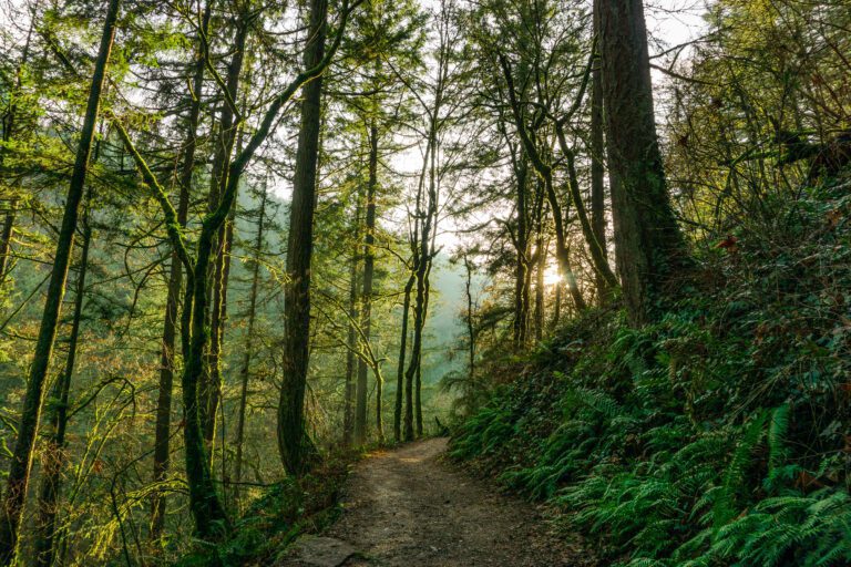 The Best of Forest Park in Portland, Oregon: Complete Guide
