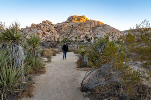 The Best Hikes in Joshua Tree National Park: Complete Guide