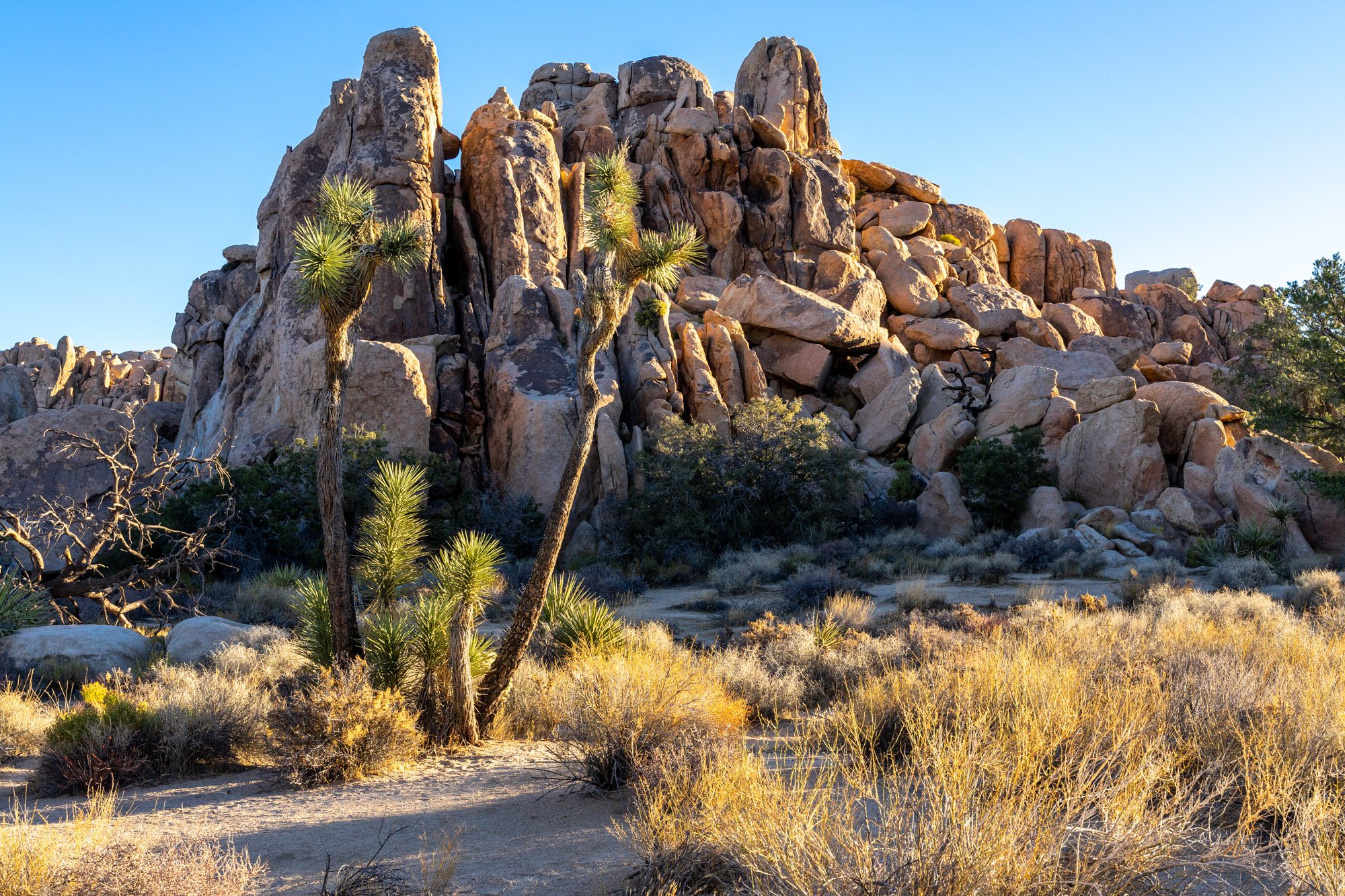 The Best Time To Visit Joshua Tree National Park