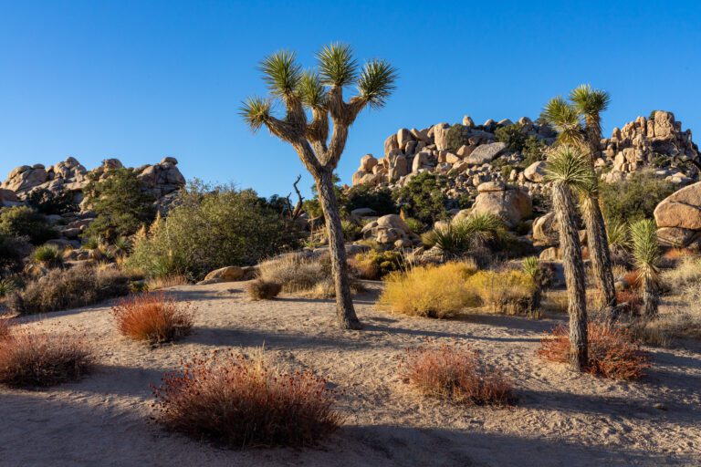 The Best Hikes In Joshua Tree National Park: Complete Guide