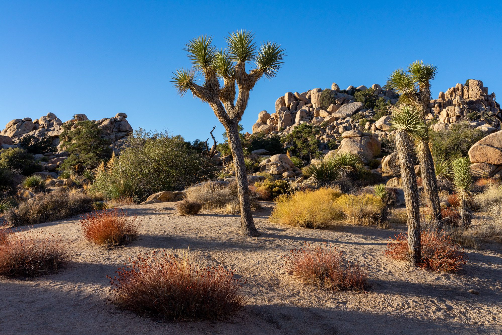 The Best Hikes in Joshua Tree National Park: Complete Guide